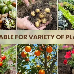 Seasonal Promotion – 49% OFF – Soil Pro Activator 9 Seasonal Promotion – 49% OFF – Soil Pro Activator