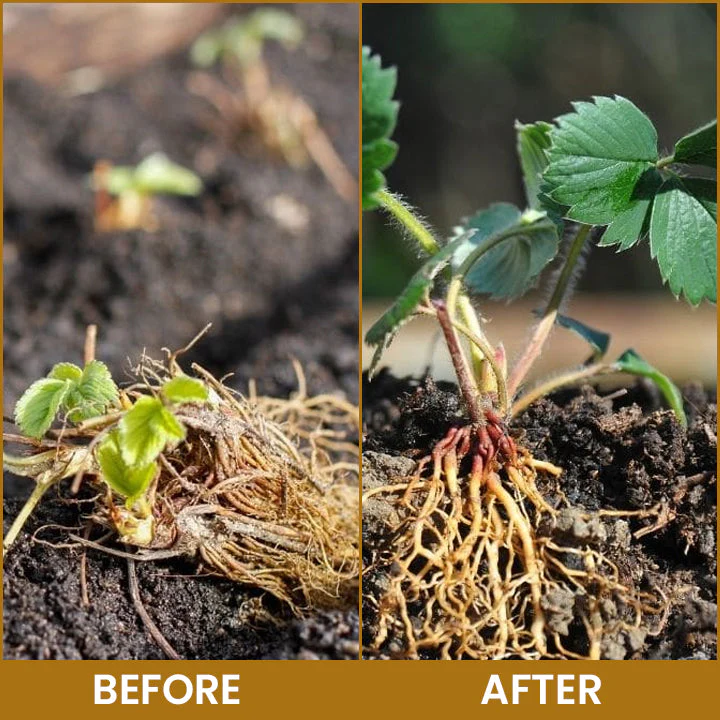 LIMETOW® Bone Meal Powder 2 LIMETOW® Bone Meal Powder