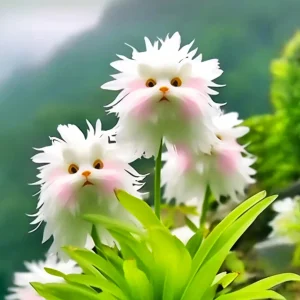 GFOUK® Charming Blossom Seeds 17 GFOUK® Charming Blossom Seeds