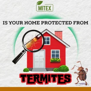 Termite Killer Spray - Effective Pest solution for your home 11 Termite Killer Spray - Effective Pest solution for your home